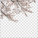 Vol 60 切り抜き樹木 4 前景 桜 建築パース素材無料ダウンロード 建築パース Com